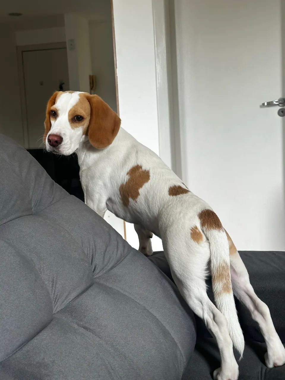 Vende-se Beagle