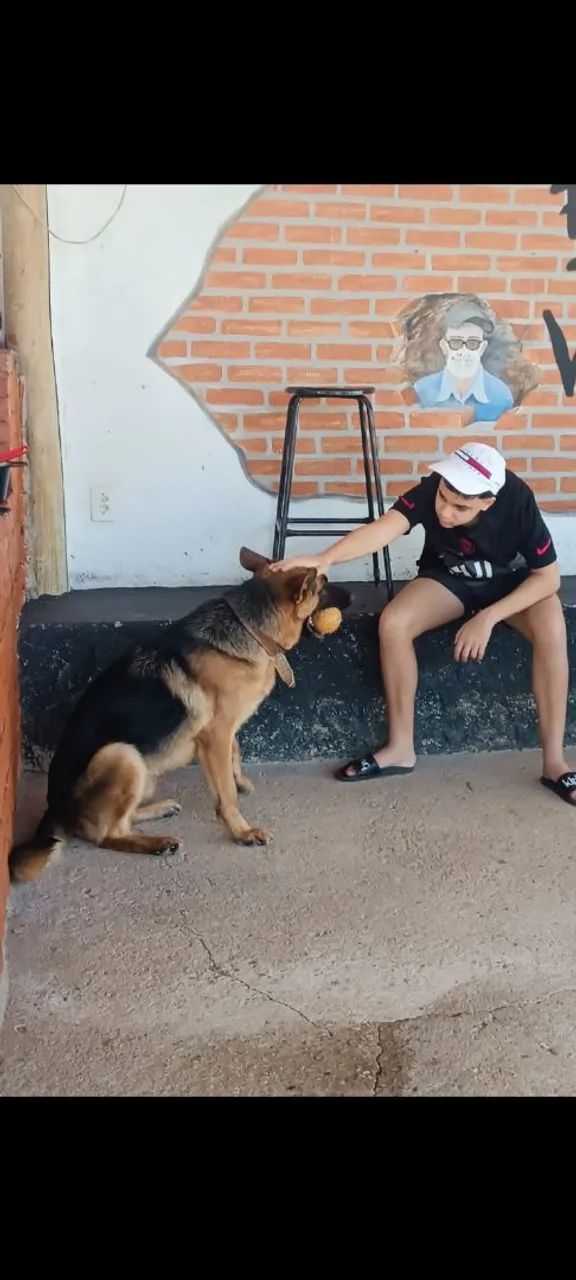 Pastor alemão com pedigree  - Foto 4