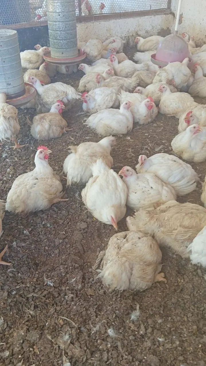 Frangos granja  - Foto 2