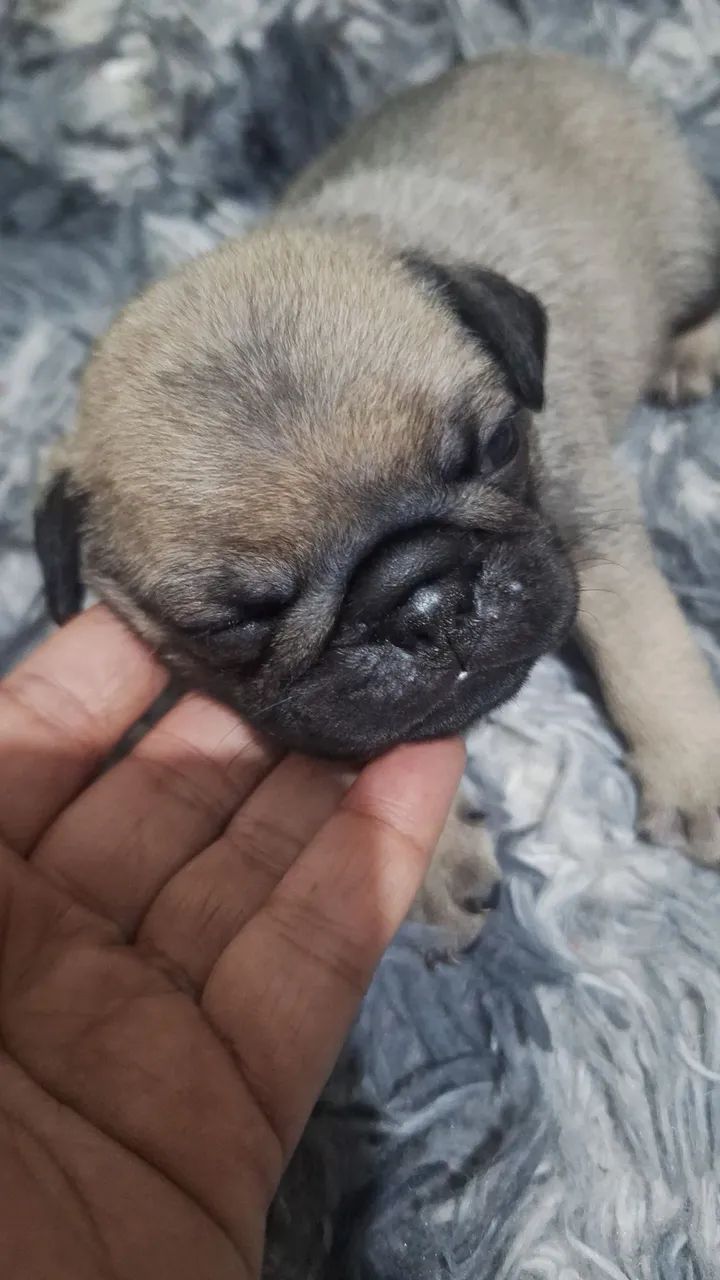 Filhotes de pug - Foto 5