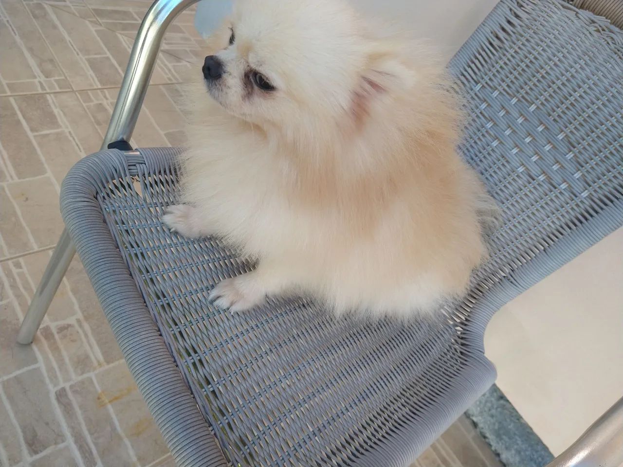Lulu pomerania.  - Foto 3