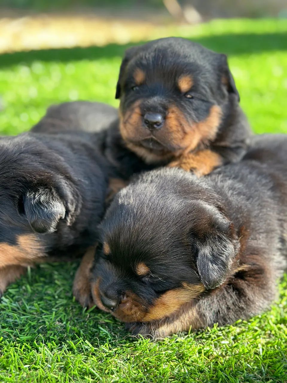 Filhotes dê rottweiler  - Foto 4