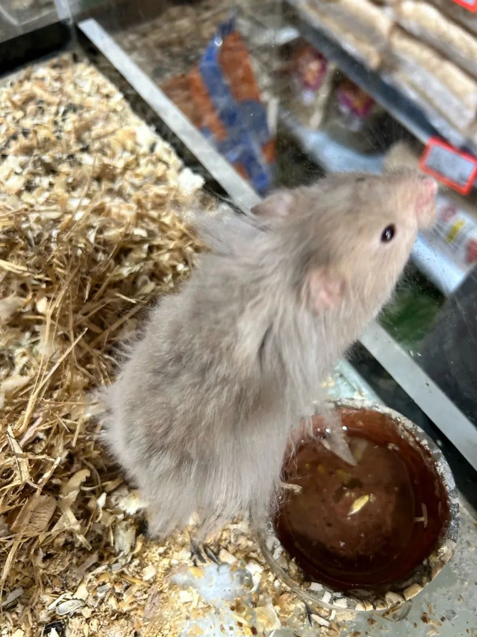 Hamster angora - Foto 2
