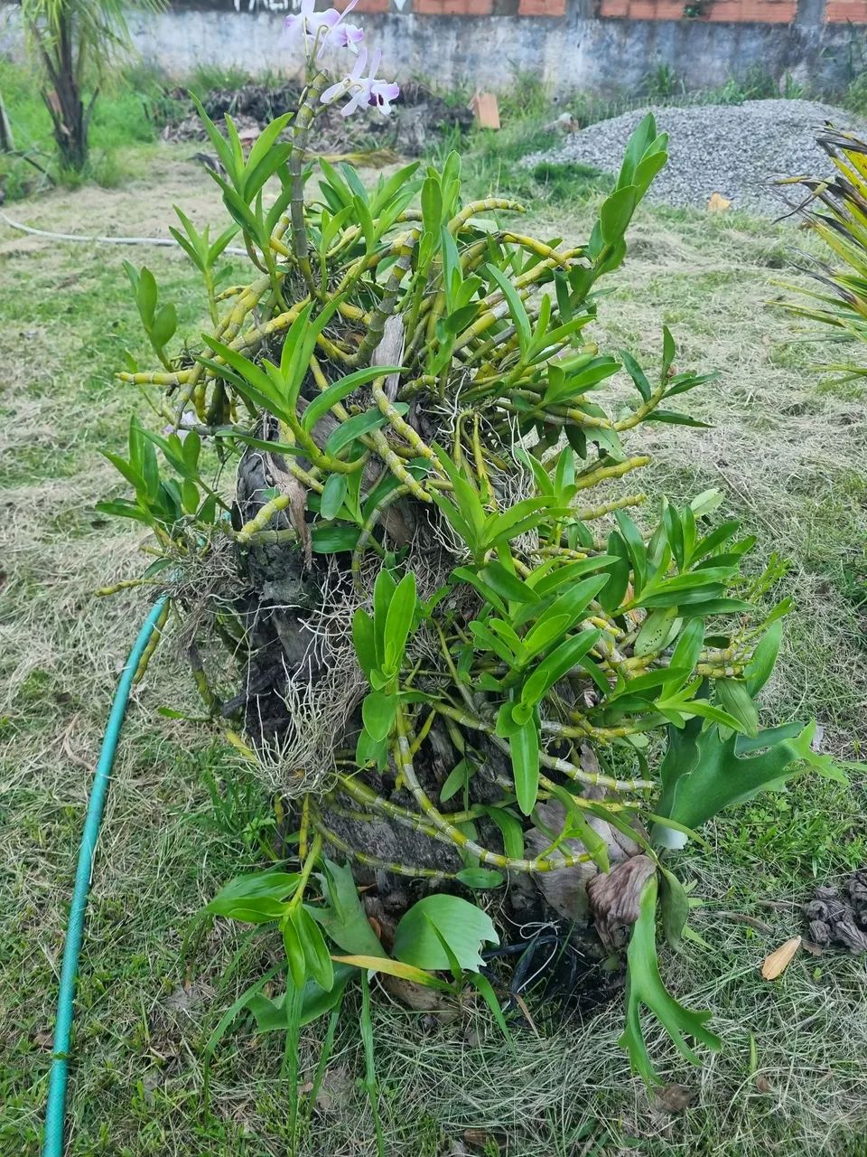 Lindo tronco com orquidea