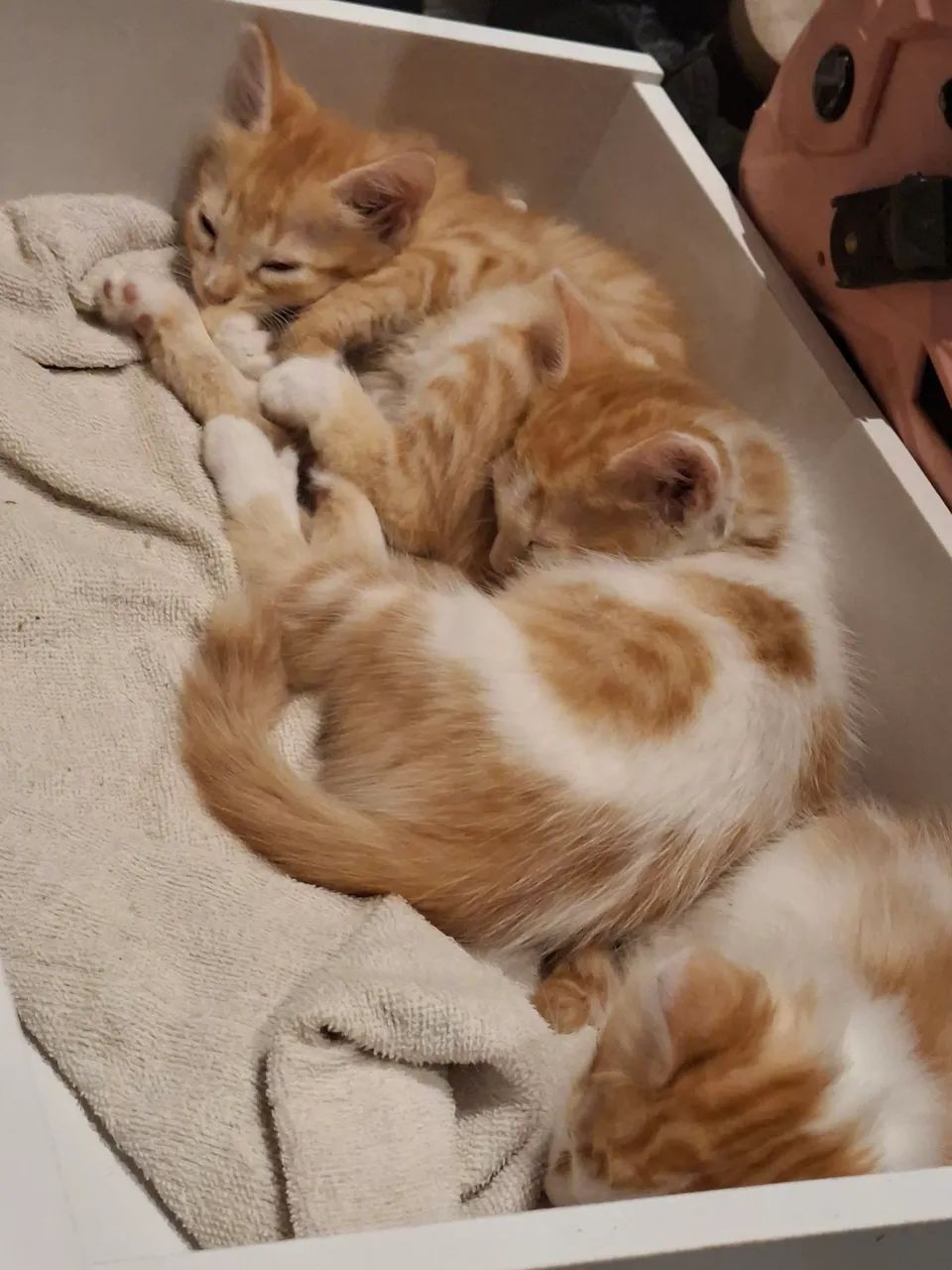 Doação de gatinhos