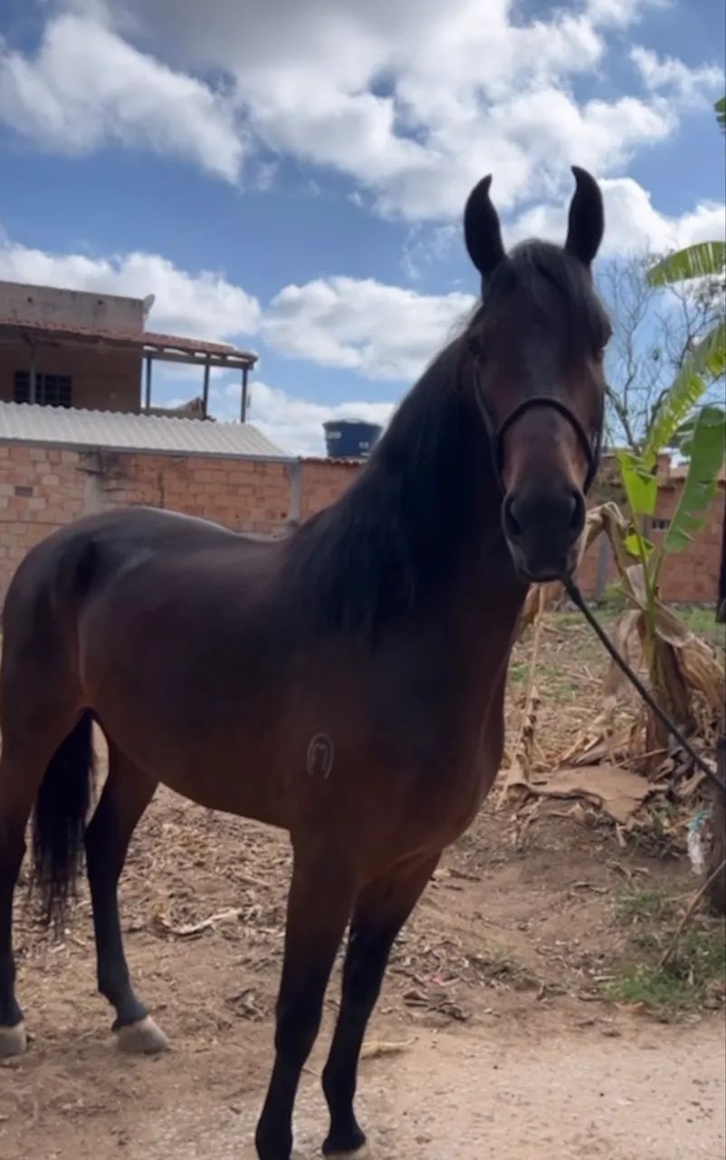 Cavalo  - Foto 4