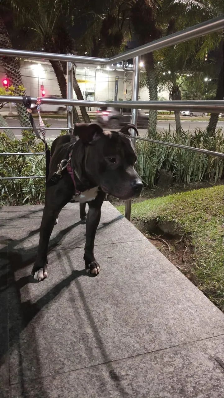 Pittbull  - Foto 2