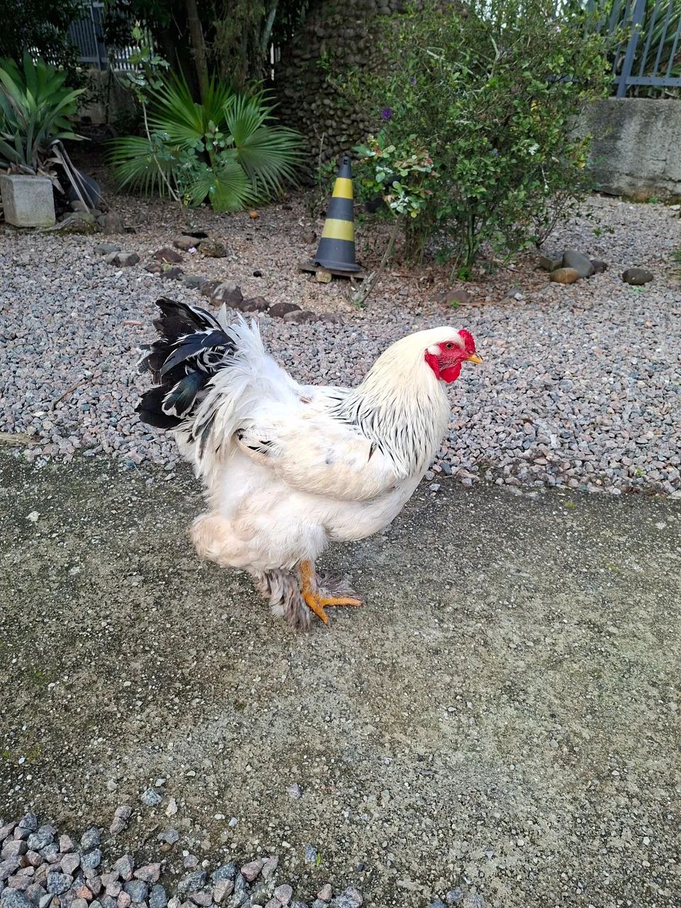 Galo brahma light  - Foto 5