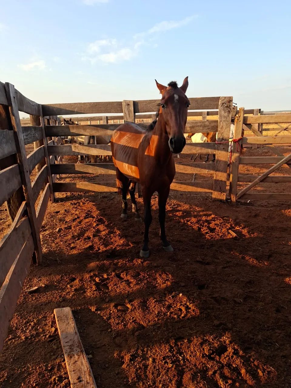 Vendo cavalo manso  - Foto 4