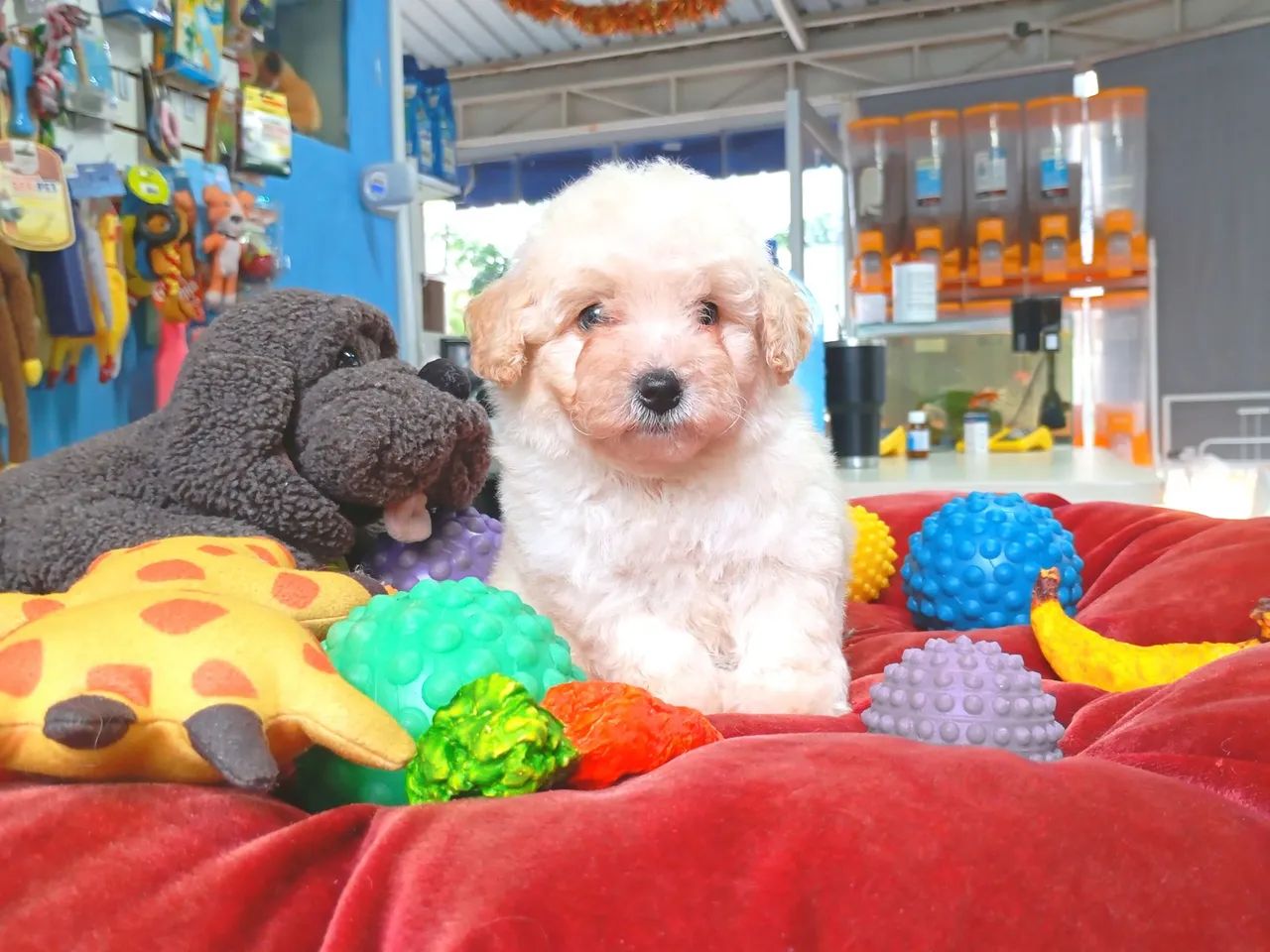 Filhote de poodle mini  - Foto 3