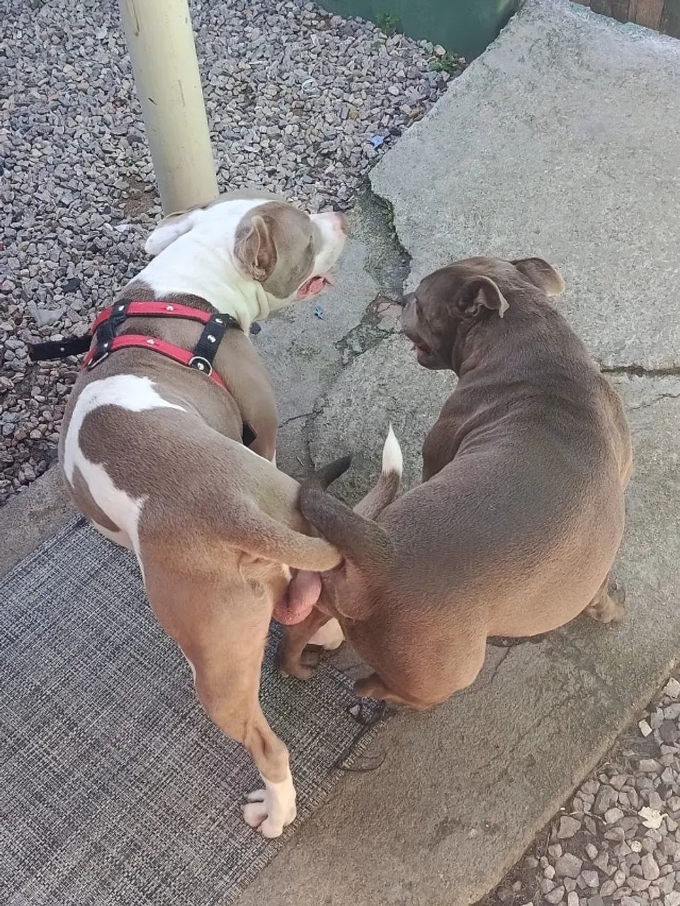 Vendo fêmea de Bully - Foto 3