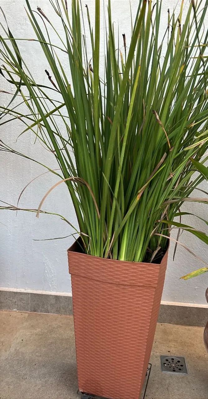 Plantas  - Foto 4