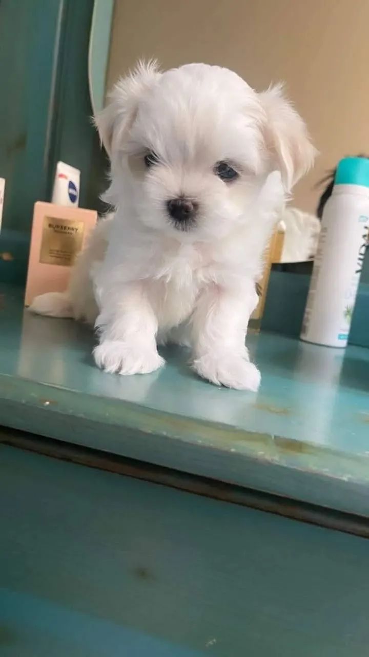 Filhote Macho Maltês, Padrão Mini, Vacinado e Charmoso