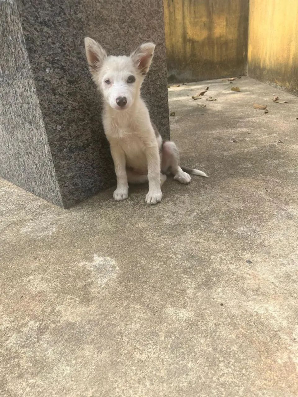 Vendo Fêmea Boder Colie - Foto 2
