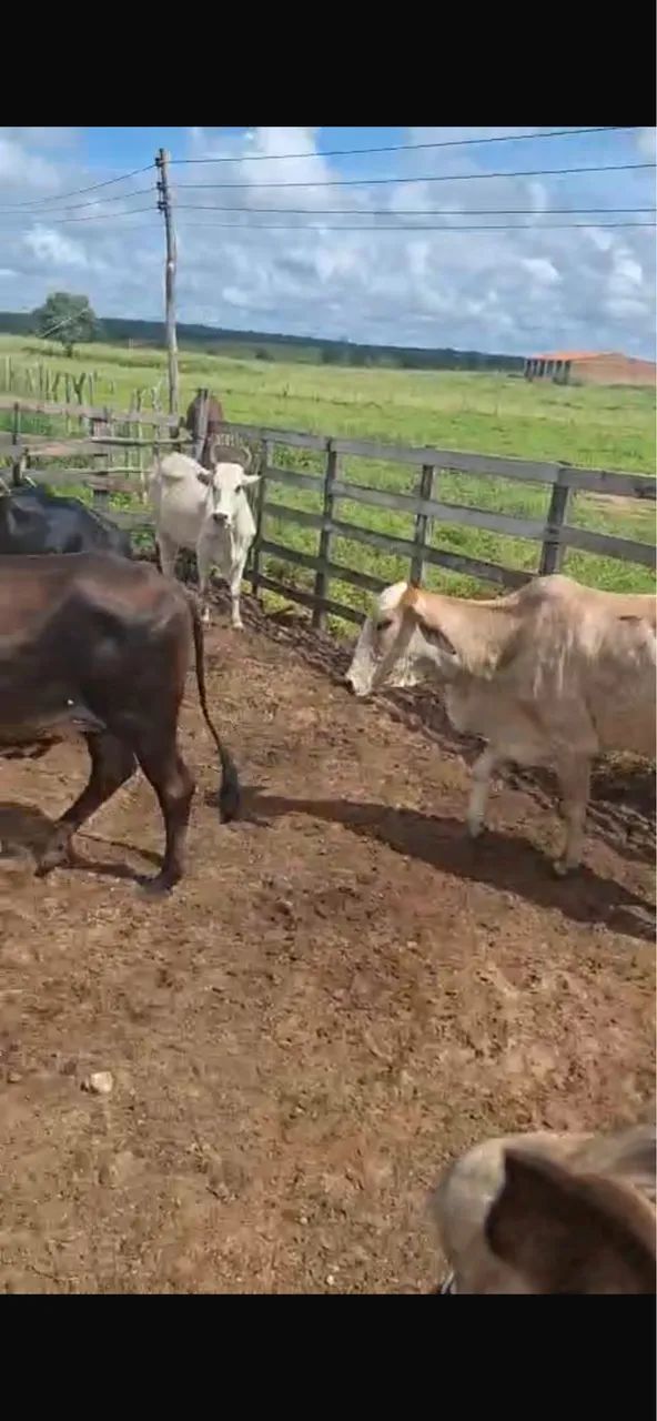Vacas solteiras  - Foto 4