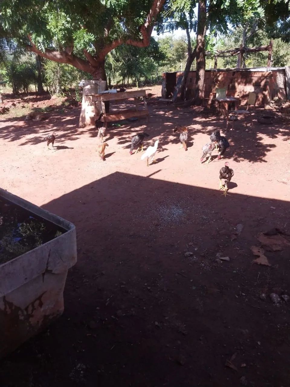 Vendo chacára Rochedinho - Foto 10