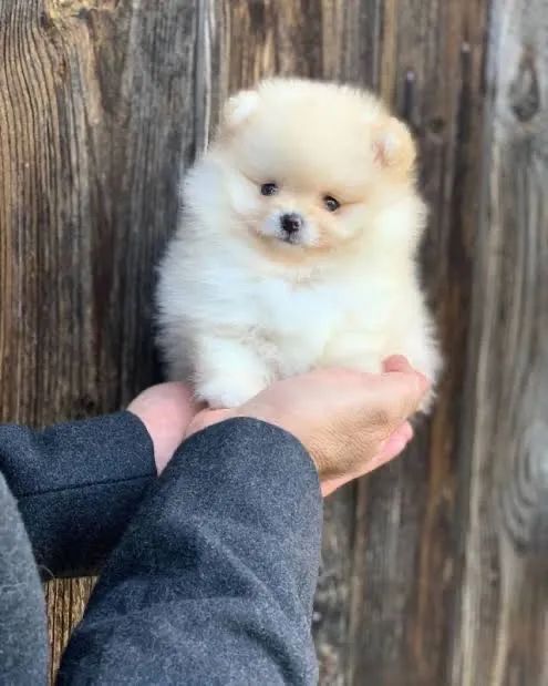 Filhotes de Lulu da Pomerania Spitz Alemão - Foto 2