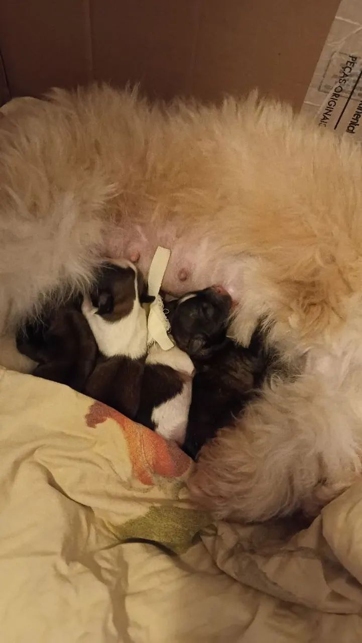 Shihtzu  - Foto 2
