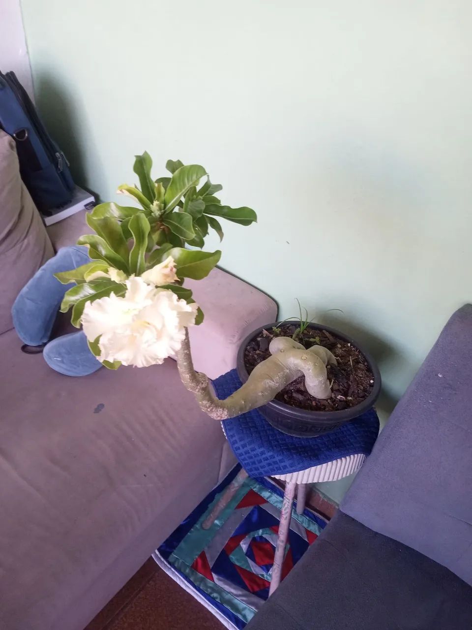 Rosa do deserto - Foto 3