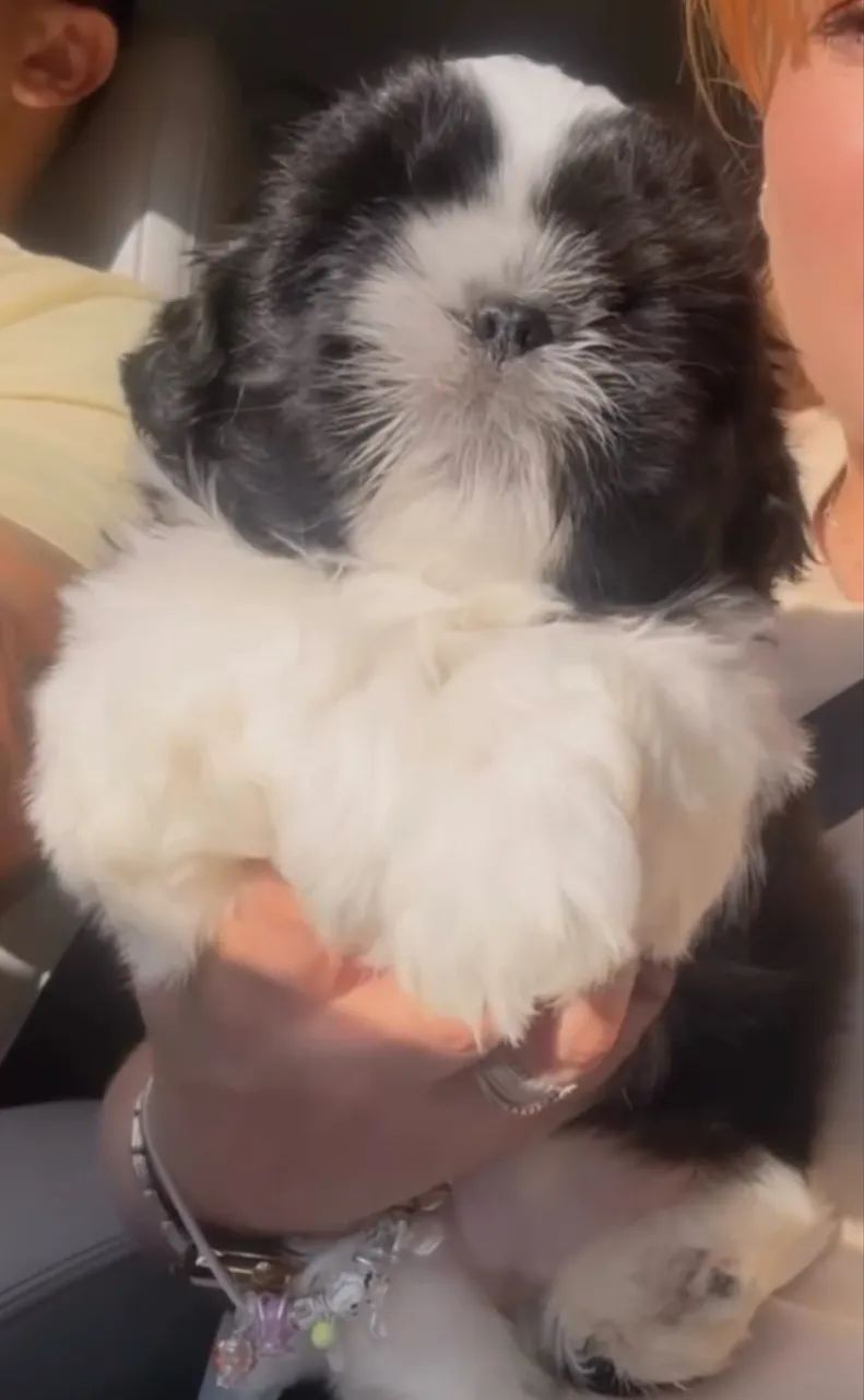 Shihtzul com pedigree  - Foto 5