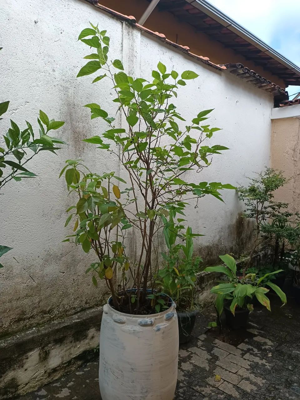 Mudas de Frutas  - Foto 4
