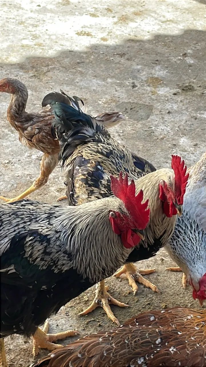 Vendo galinhas sertaneja balão  - Foto 2