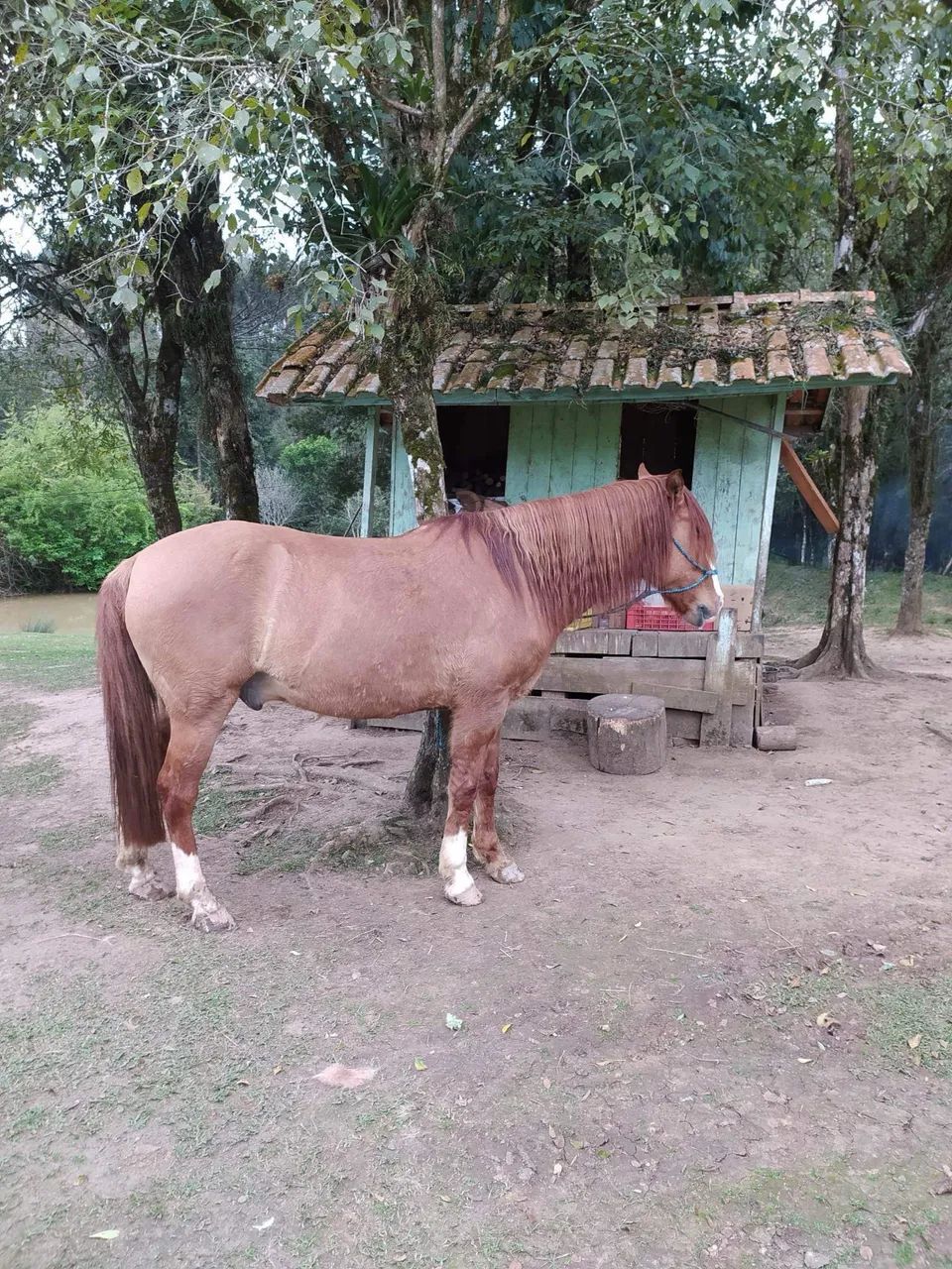 Cavalo Gateado para Laço Comprido