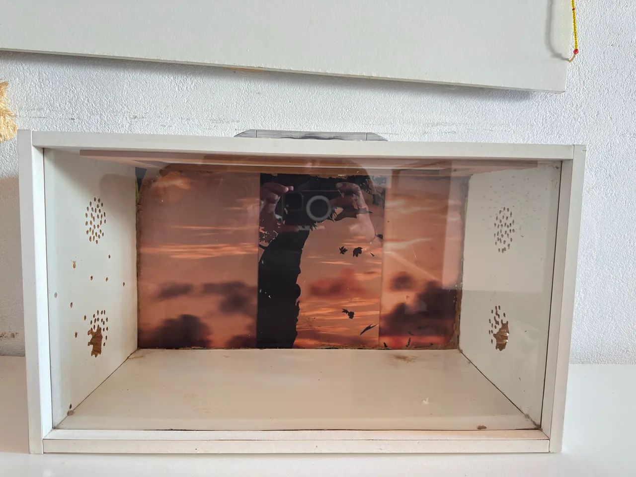 Terrário  - Foto 6