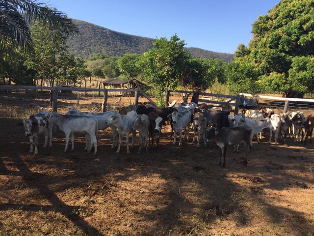 Chácara/Sítio 25 Hectares - Foto 18