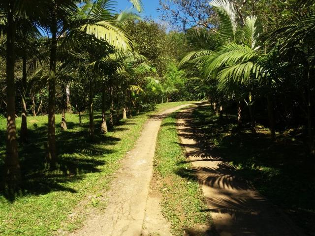 Lindo sítio em Morretes ideal para exploração com turismo - Foto 13