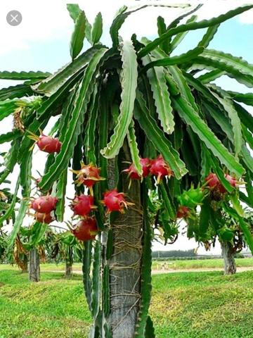 Mudas de Pitaya