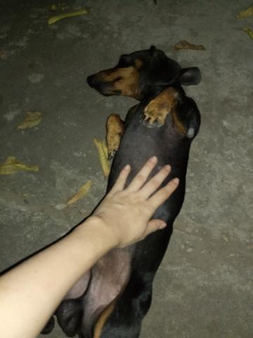 Salsichinha atras de uma namorada! - Foto 2