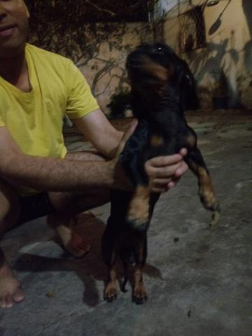 Salsichinha atras de uma namorada!
