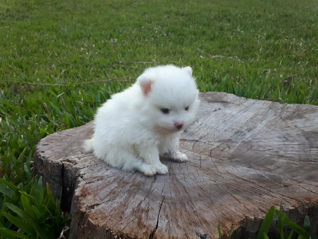 Spitz alemão macho - Foto 3