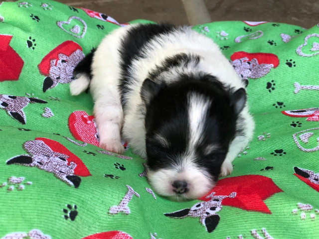 Filhotes de Lulu da Pomerânia - Foto 2
