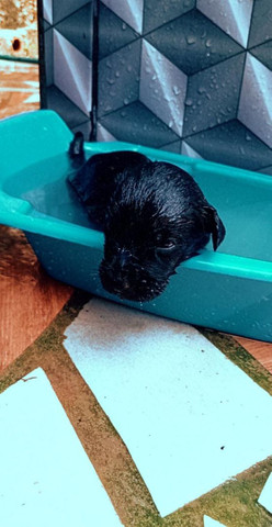 Cachorrinho - Foto 4