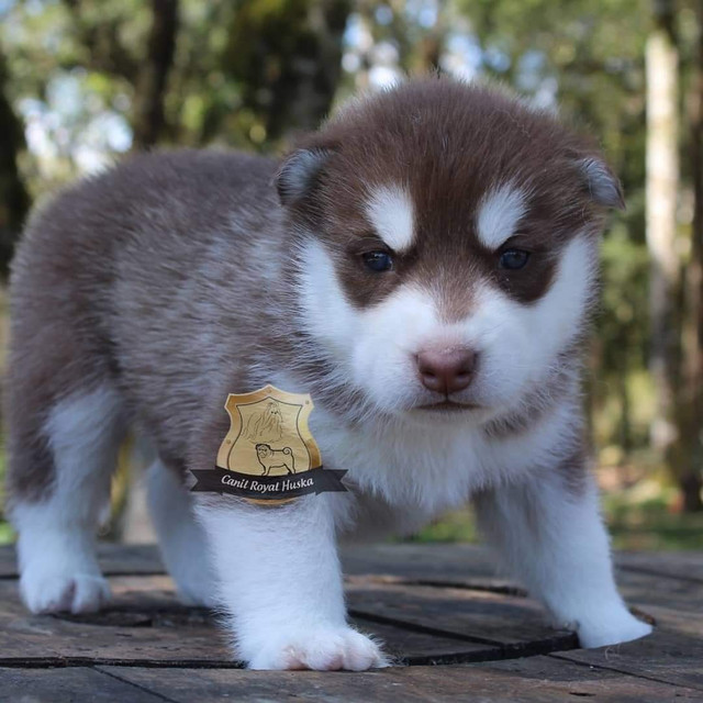 Magnífico Machinho de Husky Siberiano - Foto 2