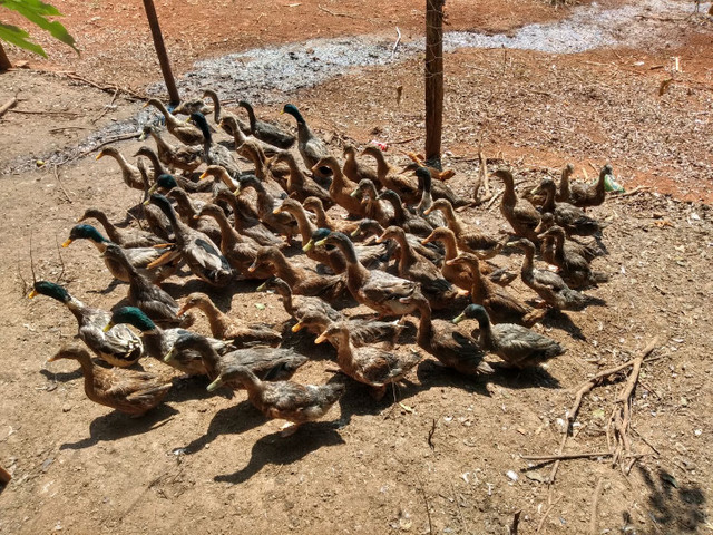 Patos / marrecos