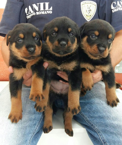 Lindos E Robustos Filhotes De Rottweiler Chame E Confira Canil Império - Foto 2
