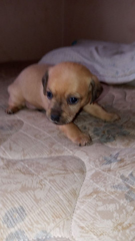 Pinscher - Foto 2