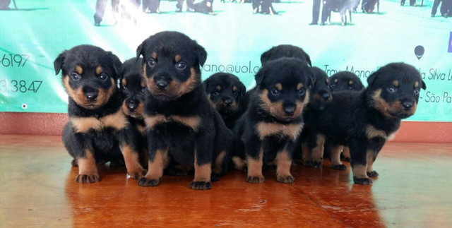 Lindos E Robustos Filhotes De Rottweiler Chame E Confira Canil Império - Foto 5