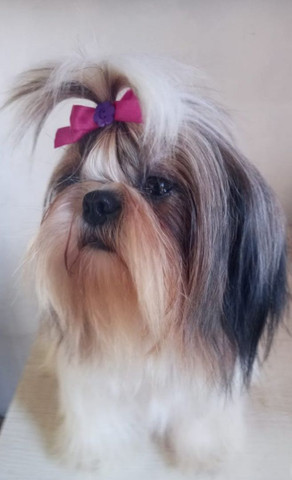 Fêmea adulta de shih tzu. Com pedigree cbkc - Foto 2