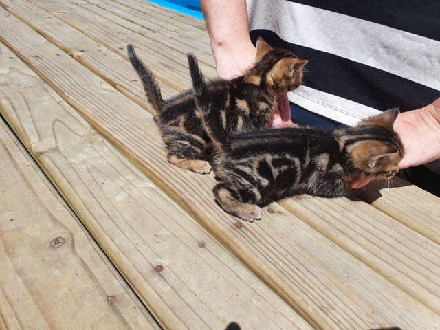 Filhotes de gato bengal - Foto 2