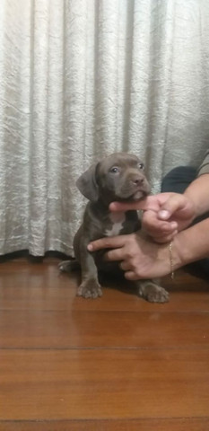 Pit bull monster lindos filhotes saudáveis e dóceis - Foto 2