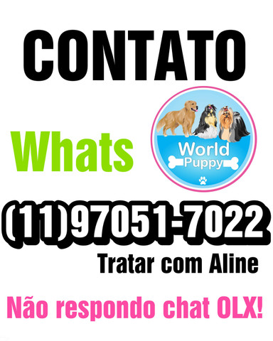 Filhotes de Shihtzu Com Pedigree - Foto 3