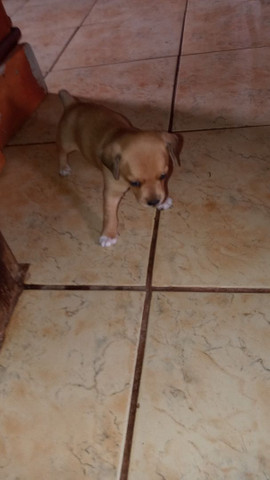 Pinscher