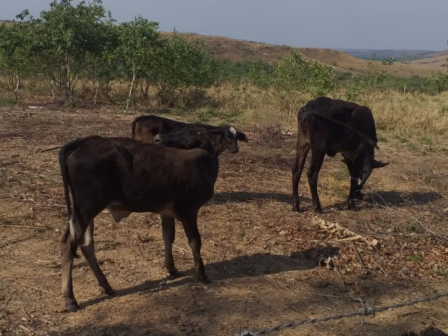 Vaca, novilha e bezerros - Foto 5