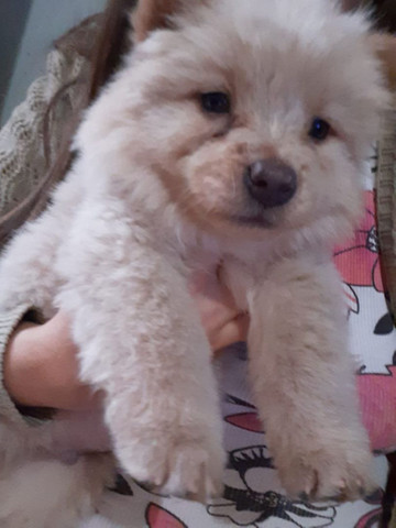Vendo filhote de chow chow macho 75 dias já, ja come ração - Foto 3