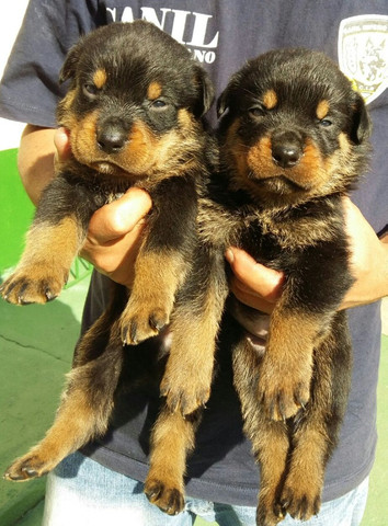 Qualidade E Procedência Vc Só Encontra Aqui No Canil Império Lindos Filhotes De Rottweiler - Foto 2