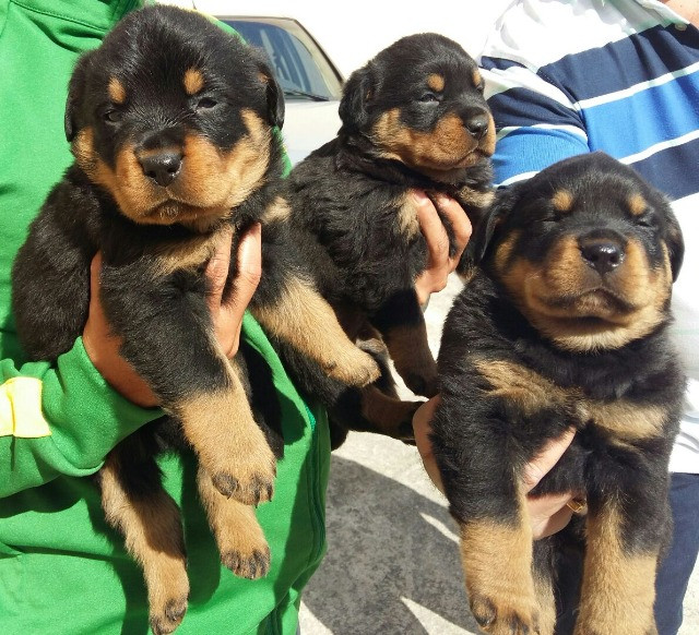 Cabeça De Touro Padrão Alemão Robusto E Imponentes Rottweiler Filhotes - Foto 2